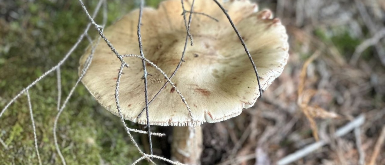 Mushroom, photo by the author