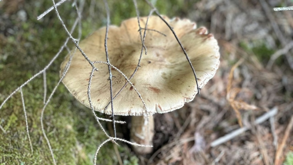 Mushroom, photo by the author